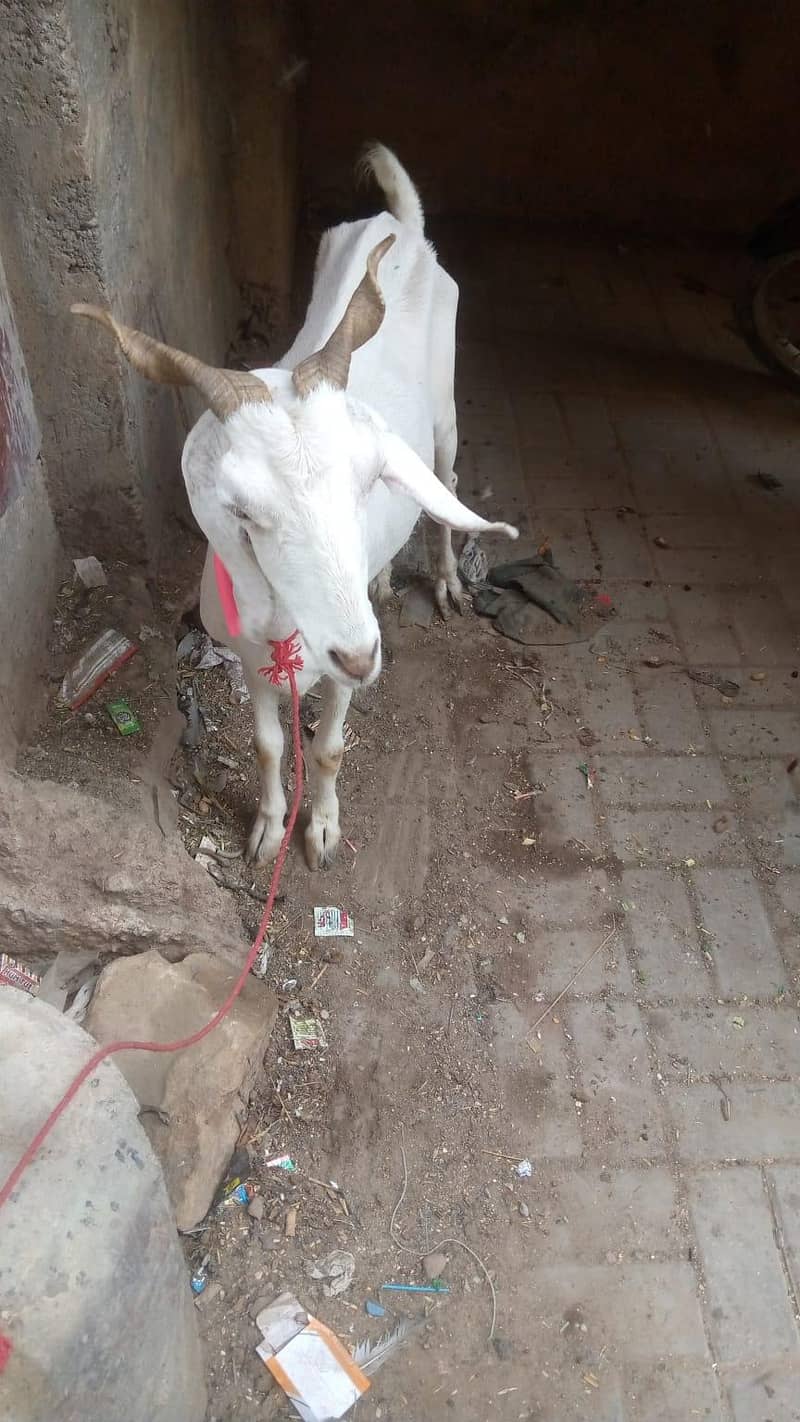 bakri 1
