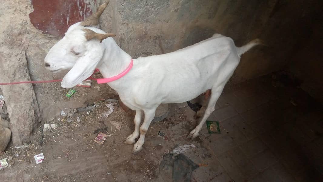 bakri 2