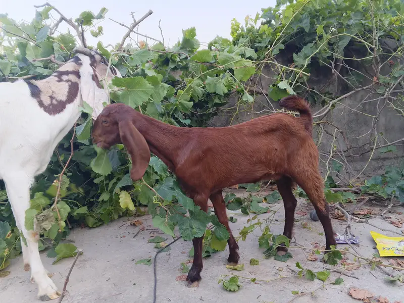 health active goats