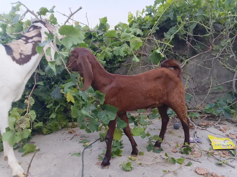 health active goats — photo 2