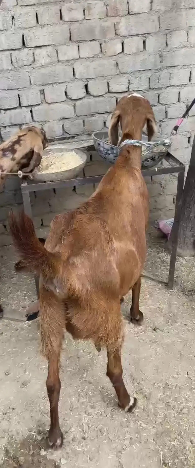 health active goats — photo 3