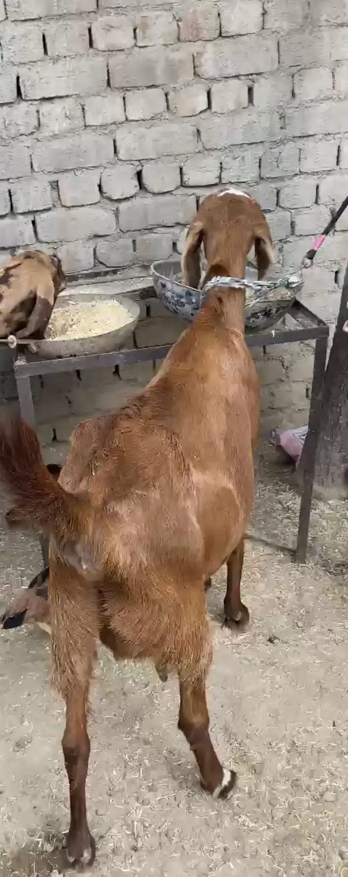 health active goats — photo 4