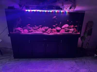 6ft cichlids setup for sale
