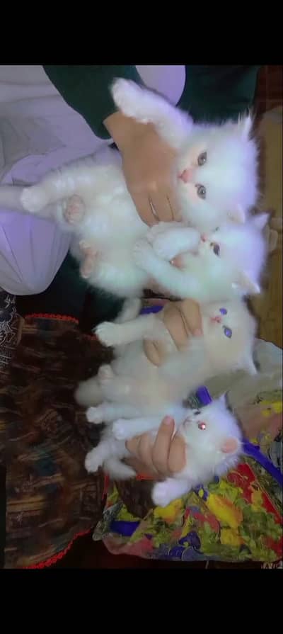 Persians cat  are Available