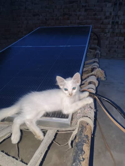 Persian cat kah bachay hay likin sell sirf aik Karna hay