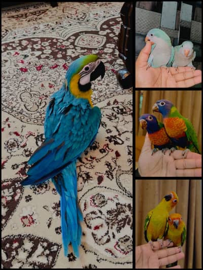 Macaw lories sun conure monk