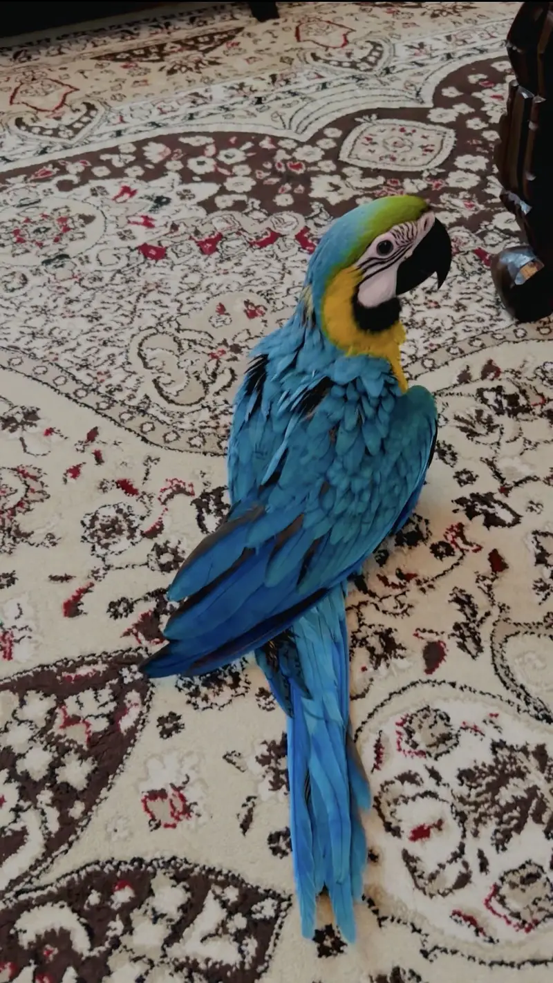 Macaw lories sun conure monk — photo 2