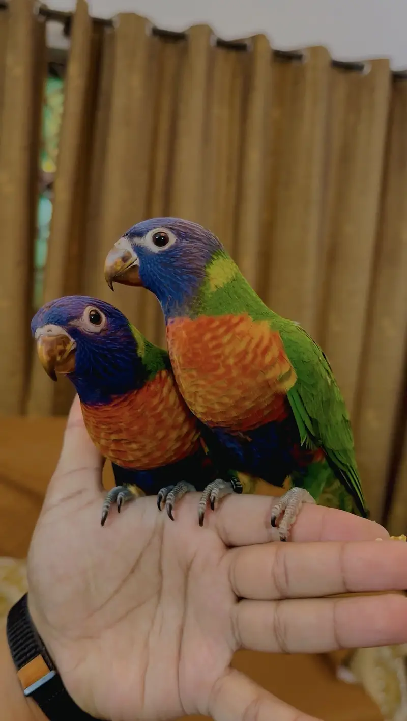 Macaw lories sun conure monk — photo 3