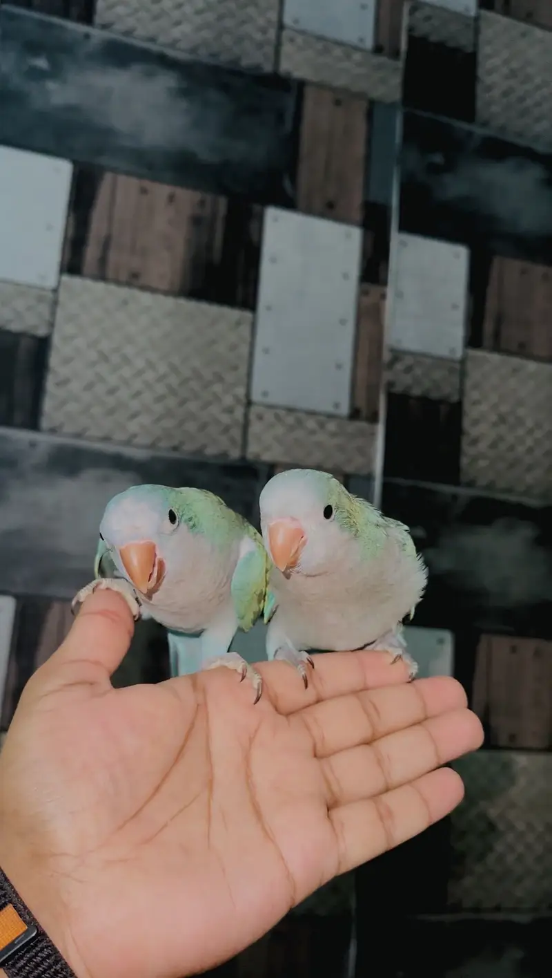 Macaw lories sun conure monk — photo 4