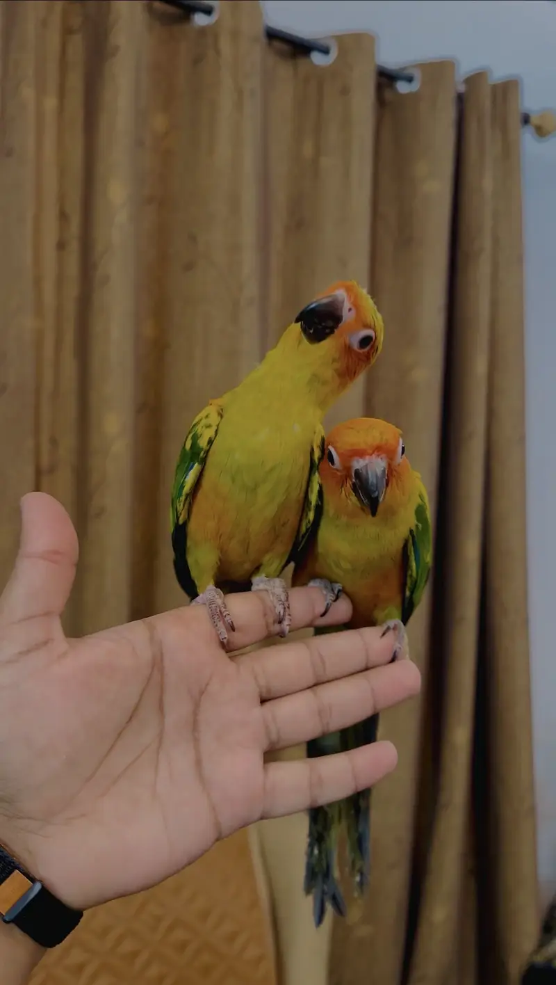 Macaw lories sun conure monk — photo 6