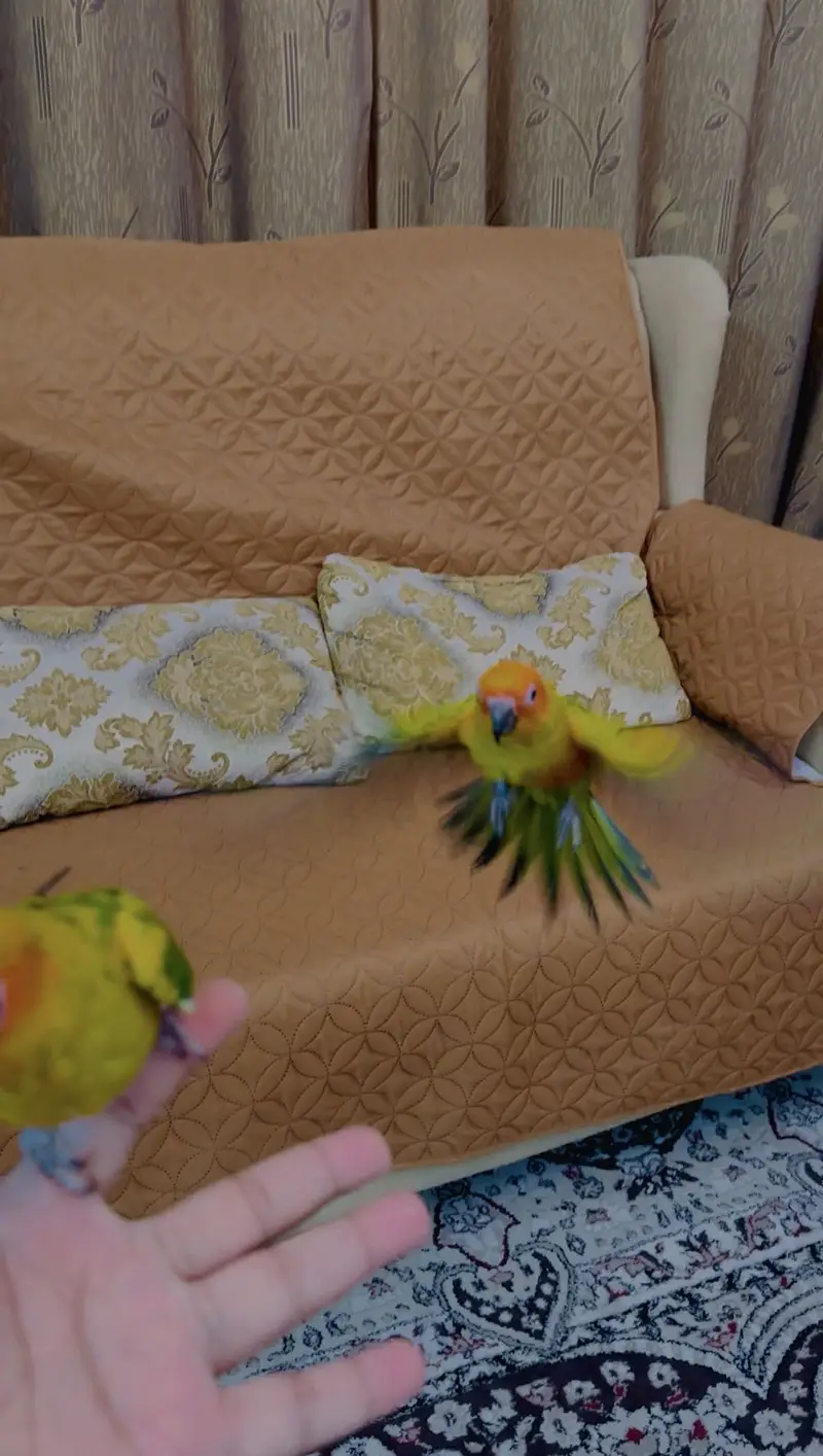 Macaw lories sun conure monk — photo 7