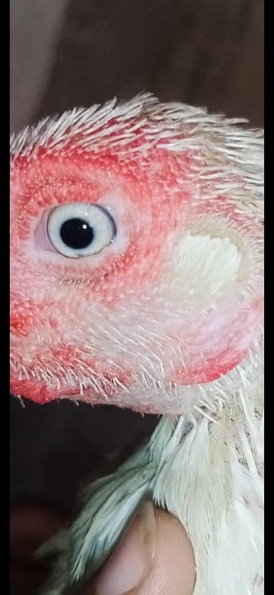 aseel heera white madi 3 blue eyes 6500 and 5000 3017104771 cal wts ap