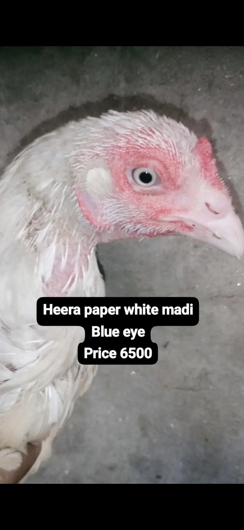 aseel heera white madi 3 blue eyes 6500 and 5000 3017104771 cal wts ap — photo 2