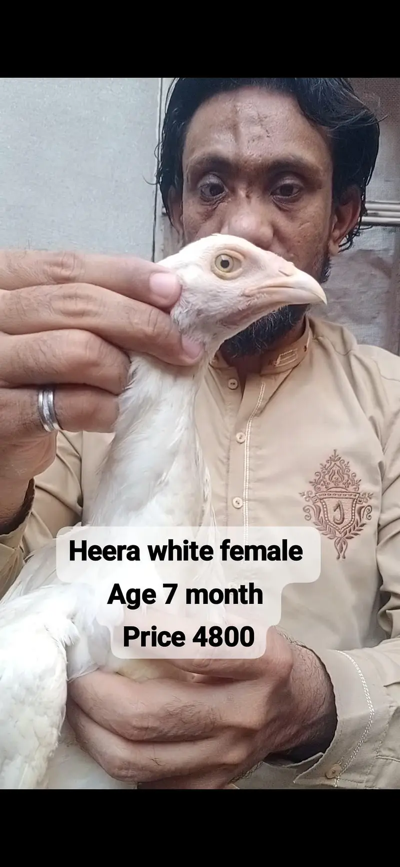 aseel heera white madi 3 blue eyes 6500 and 5000 3017104771 cal wts ap — photo 3