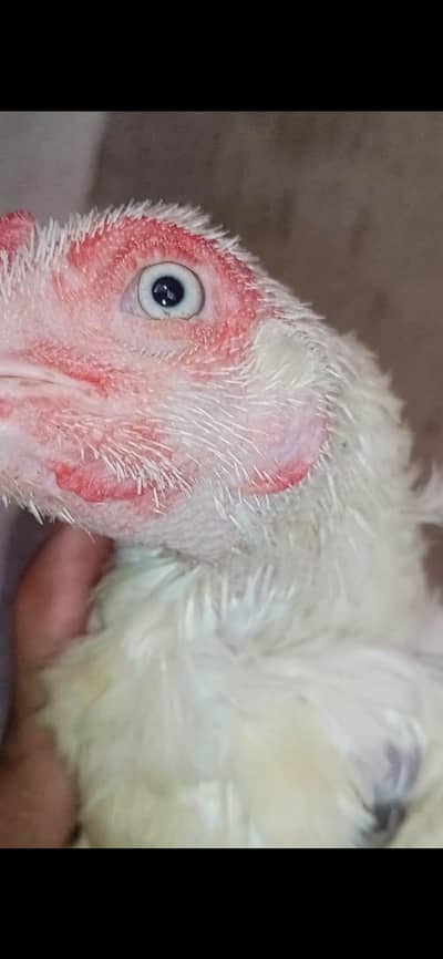 aseel heera white 2 female 5000  blue eyes o3017104771 cal wts ap