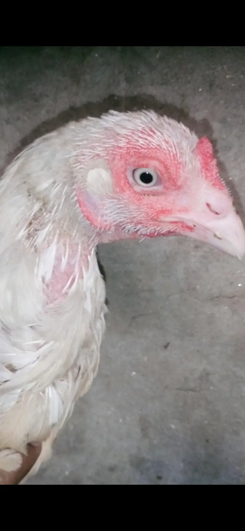 aseel heera white madi 3 blue eyes 6500 and 5000 3017104771 cal wts ap — photo 5