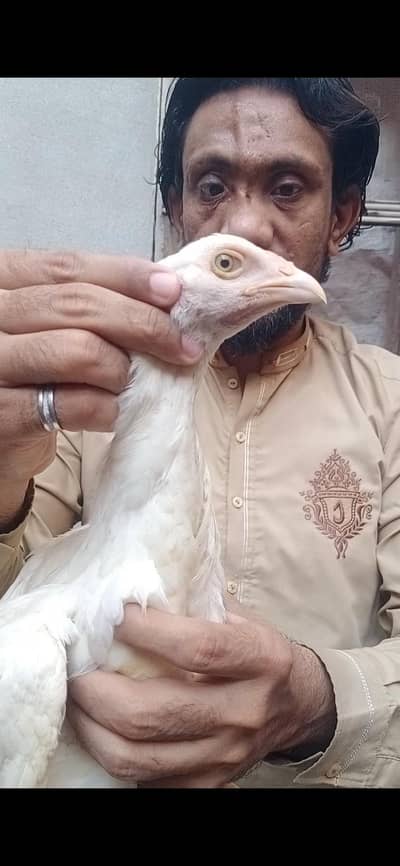 aseel heera white 2 female 5000  blue eyes o3017104771 cal wts ap