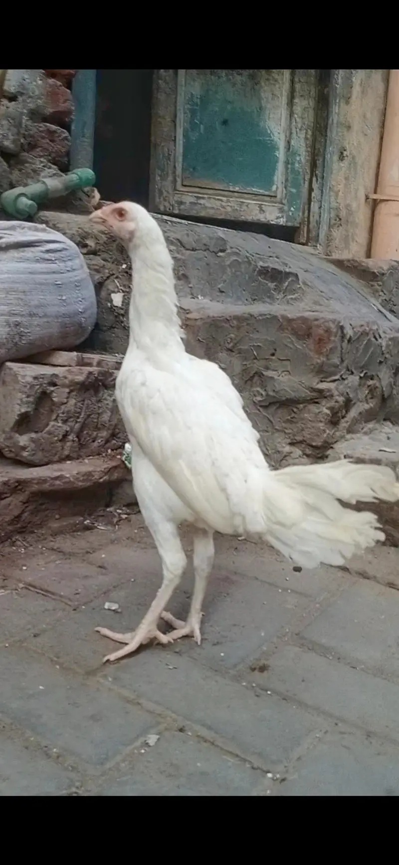 aseel heera white madi 3 blue eyes 6500 and 5000 3017104771 cal wts ap — photo 7