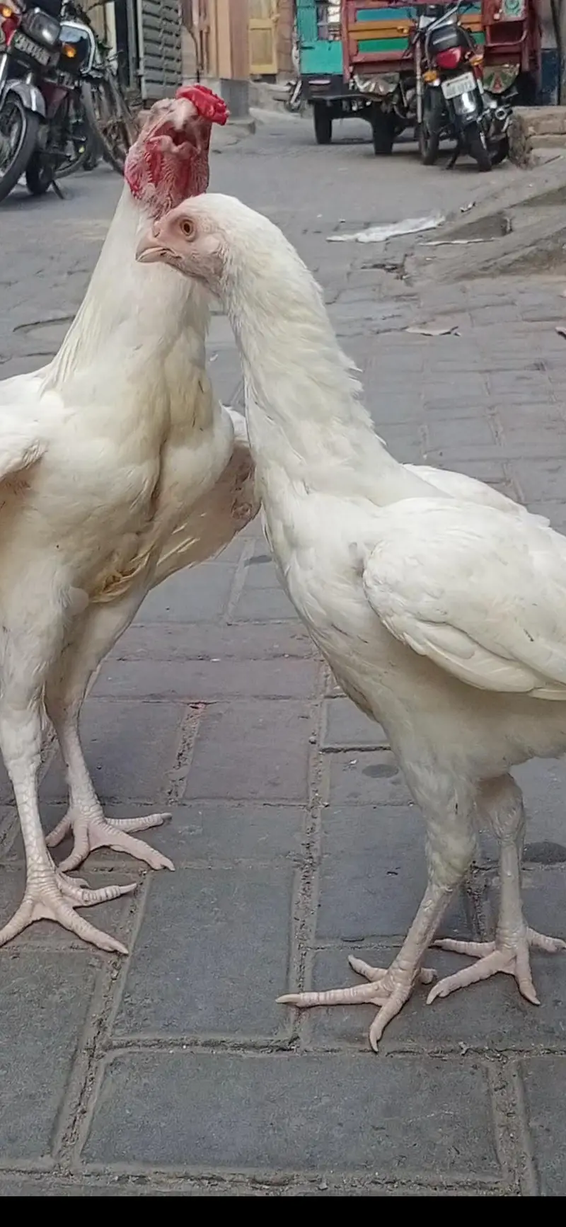 aseel heera white madi 3 blue eyes 6500 and 5000 3017104771 cal wts ap — photo 8
