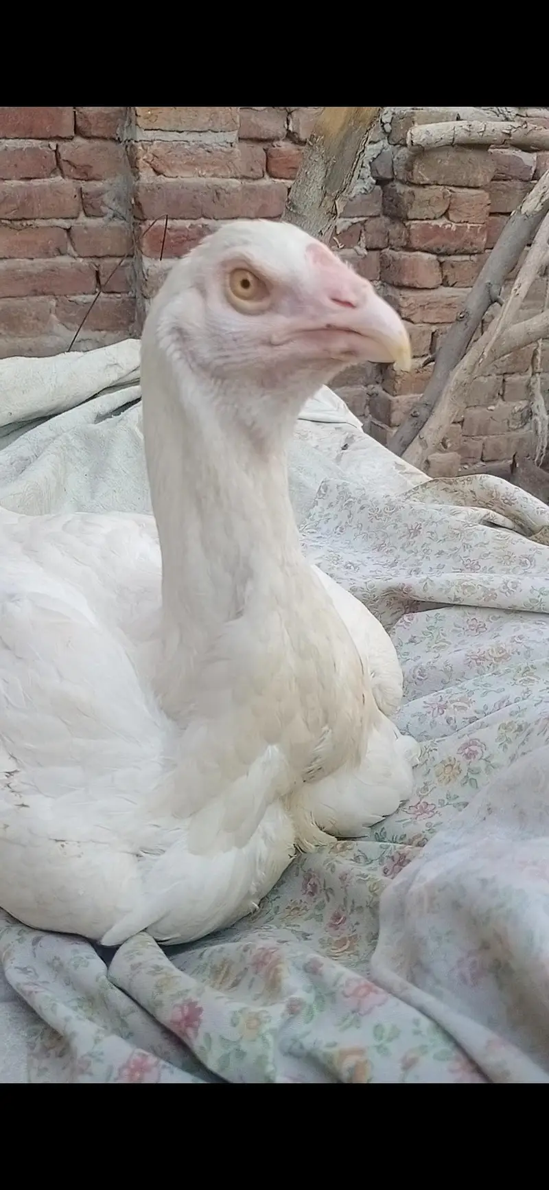 aseel heera white madi 3 blue eyes 6500 and 5000 3017104771 cal wts ap — photo 9