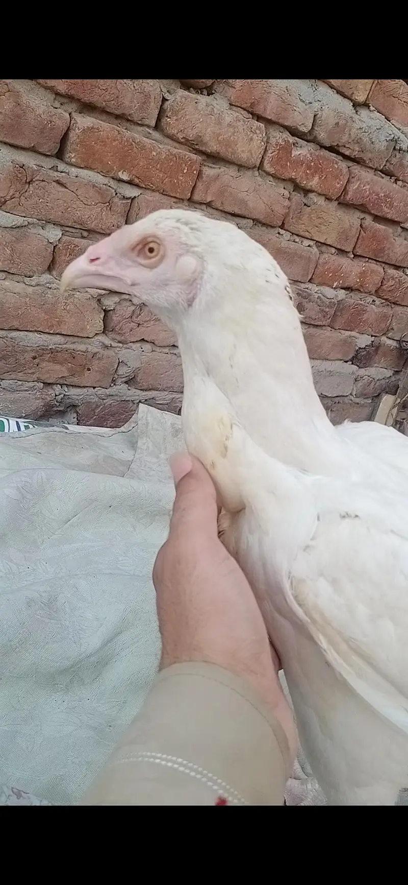 aseel heera white madi 3 blue eyes 6500 and 5000 3017104771 cal wts ap — photo 10