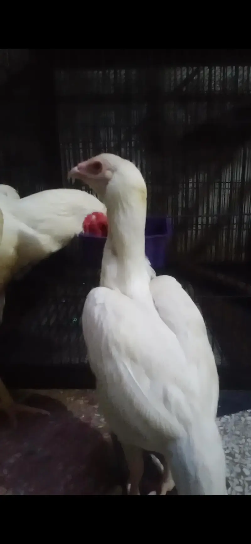 aseel heera white madi 3 blue eyes 6500 and 5000 3017104771 cal wts ap — photo 12