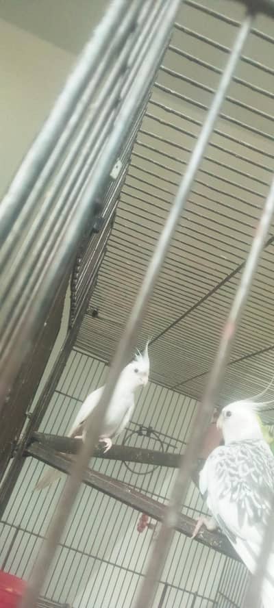 Cockatiel pair