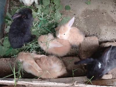 English angora