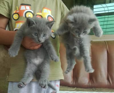Persian kittens for sale