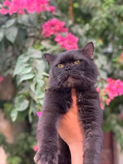 Sami punch stud male