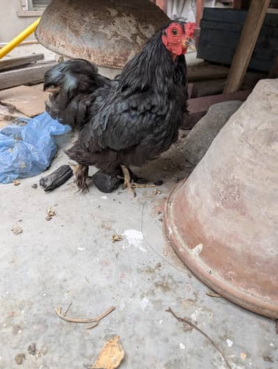 Bantam breeder male and polish available.