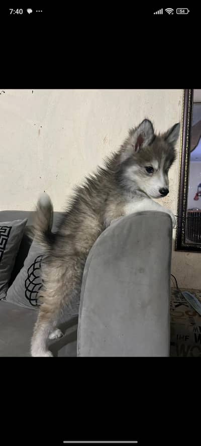 Siberian husky female puppy