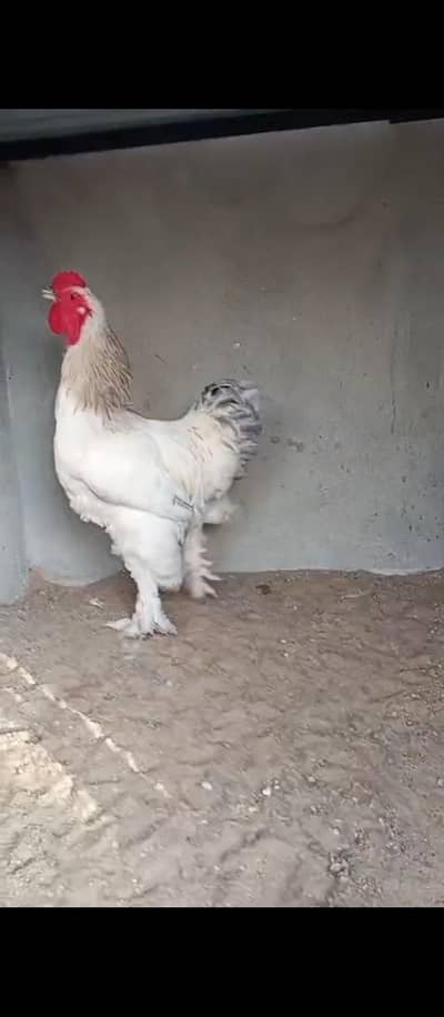 LIGHT COLUMBIAN BRAHMA MALE