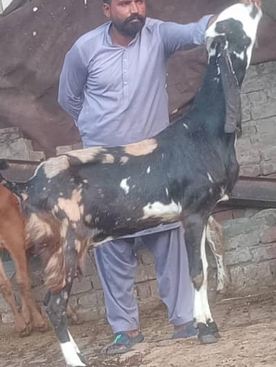 sheera print confram gaban phat sale