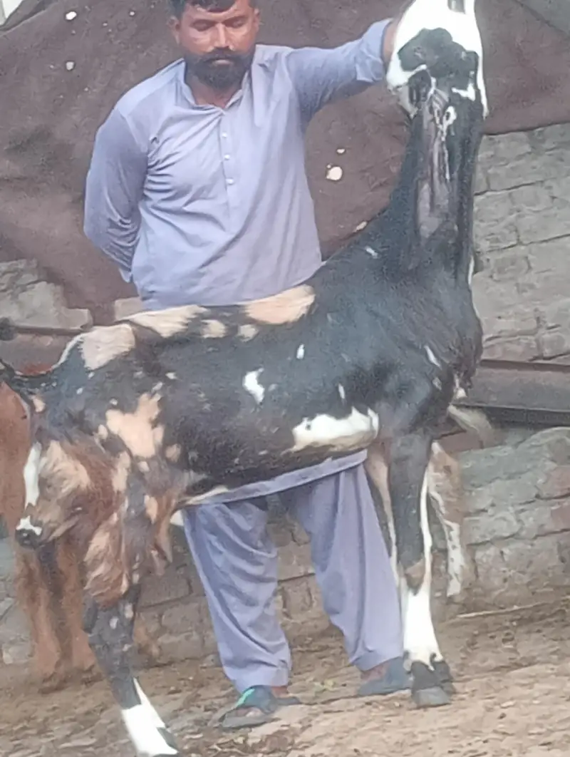 sheera print confram gaban phat sale — photo 3