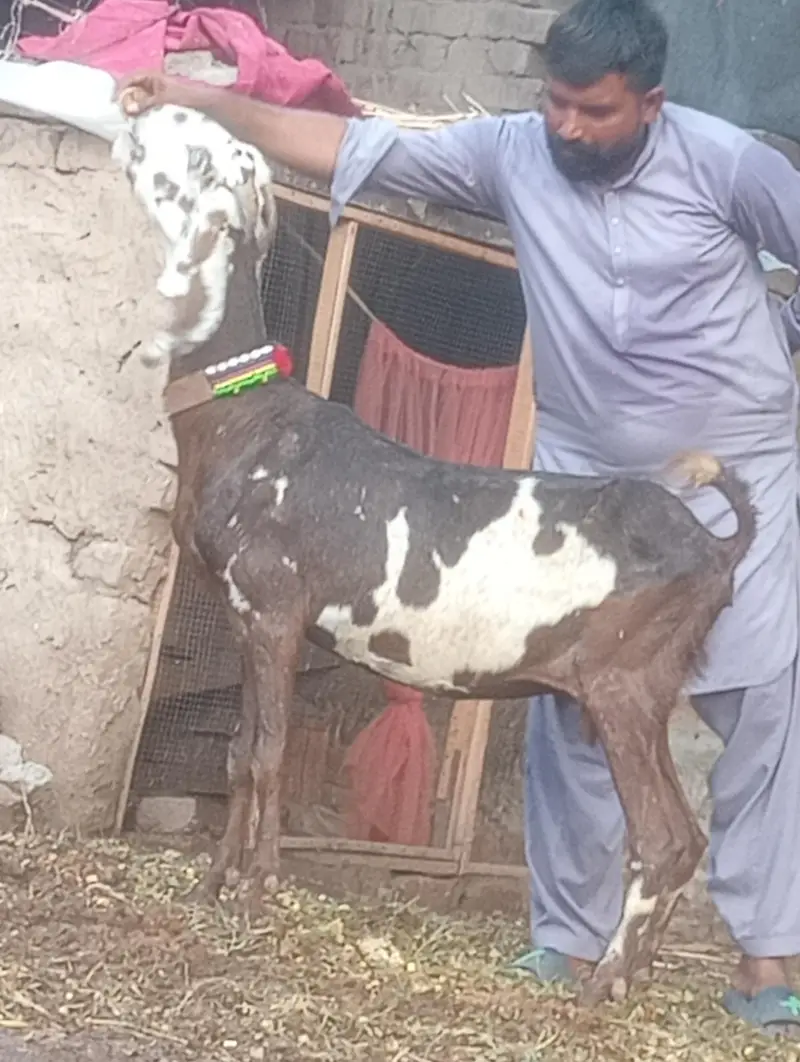 sheera print confram gaban phat sale — photo 8