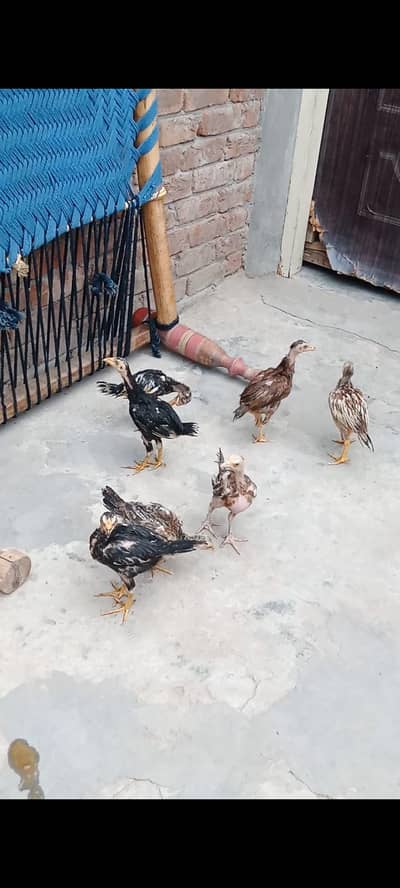 Per piece Breader Hen chick's Available ha. Urgent for sale.