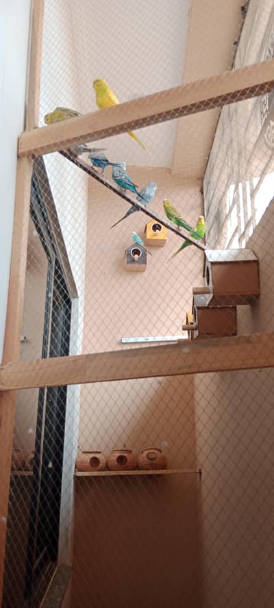Australian parrots