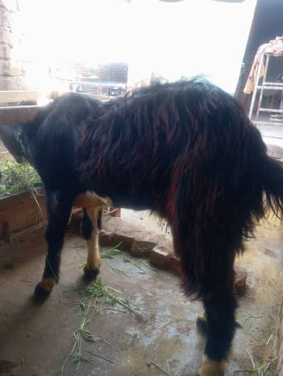 Black and white Bakra ha sell kerna ha graylo bekra ha