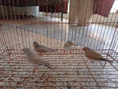 Zebra finches