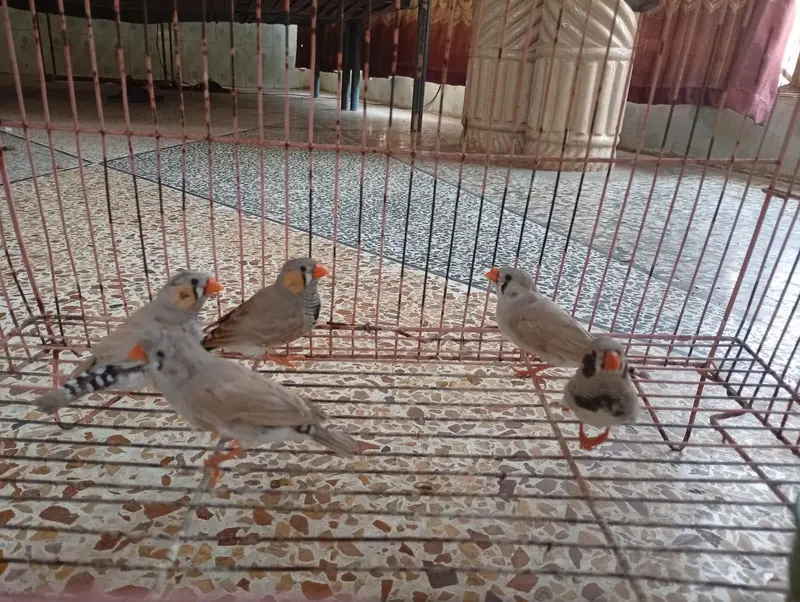 Zebra finches — photo 2