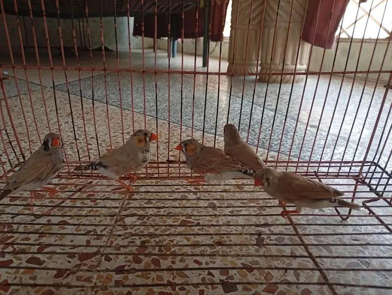 Zebra finches — photo 3