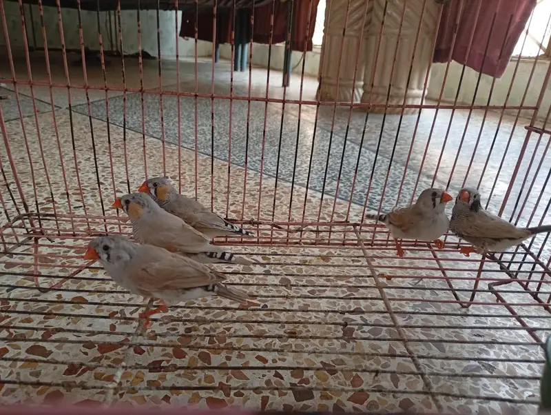 Zebra finches — photo 4