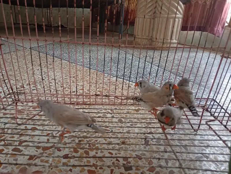 Zebra finches — photo 5