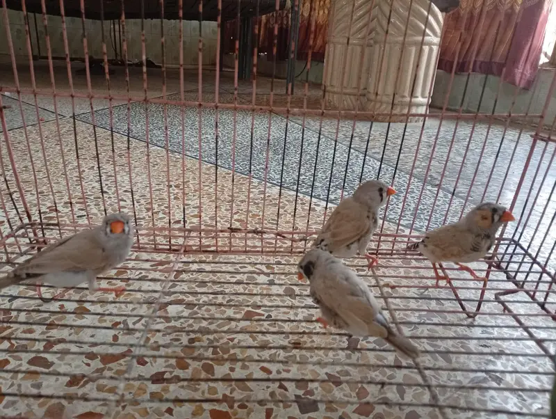 Zebra finches — photo 6