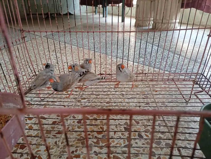 Zebra finches — photo 7