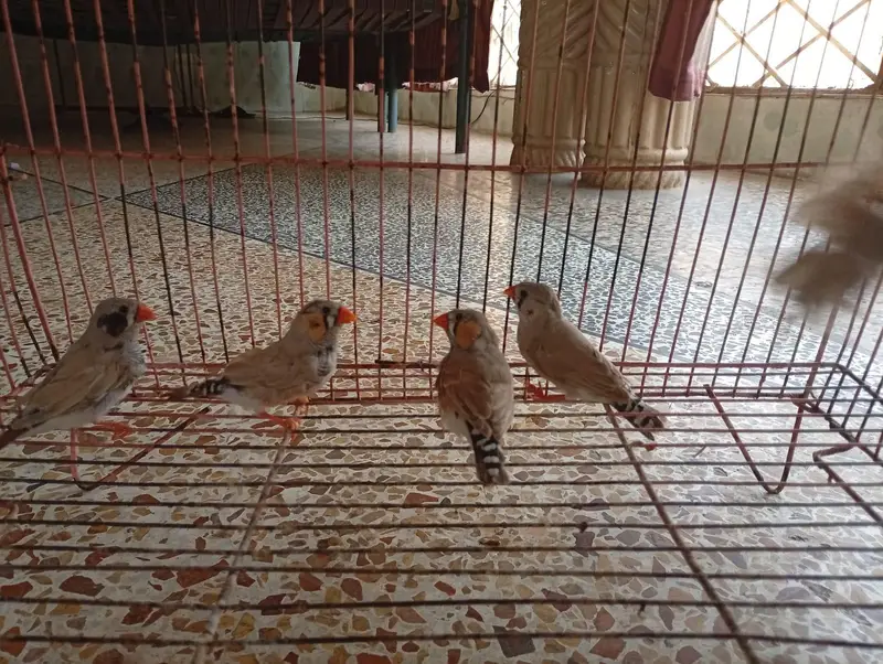 Zebra finches — photo 8