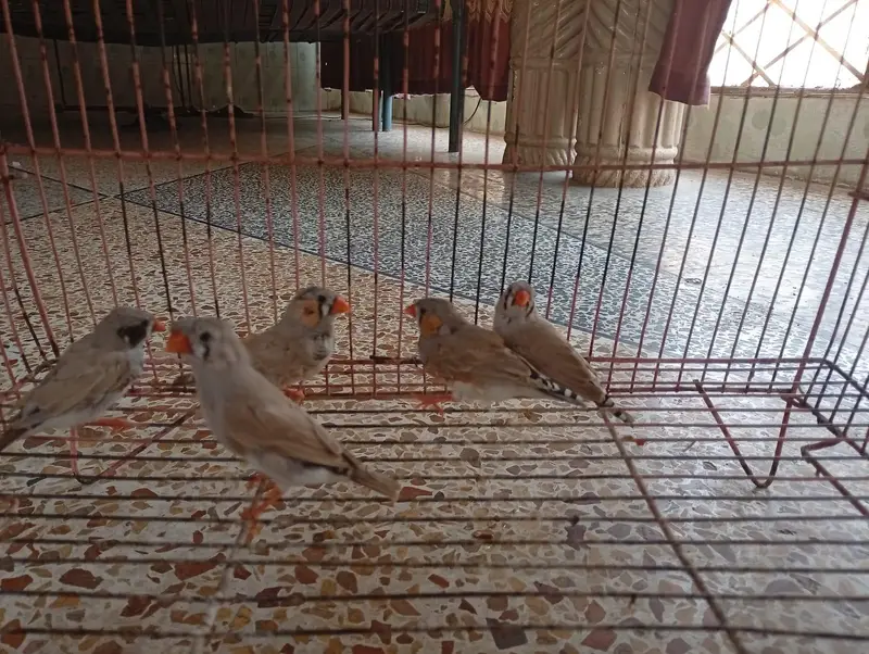 Zebra finches — photo 9