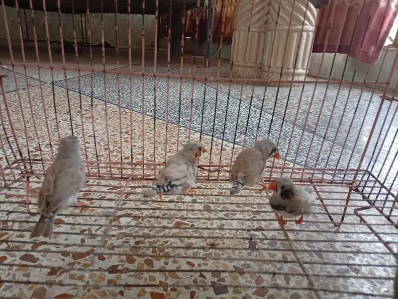Zebra finches — photo 10