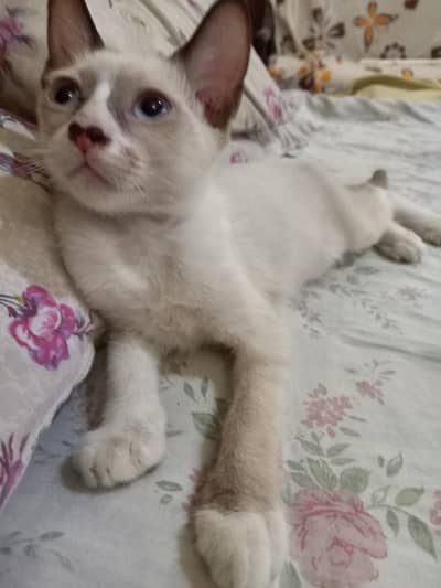 Adorable cute healthy playful liter trained saimees kittens